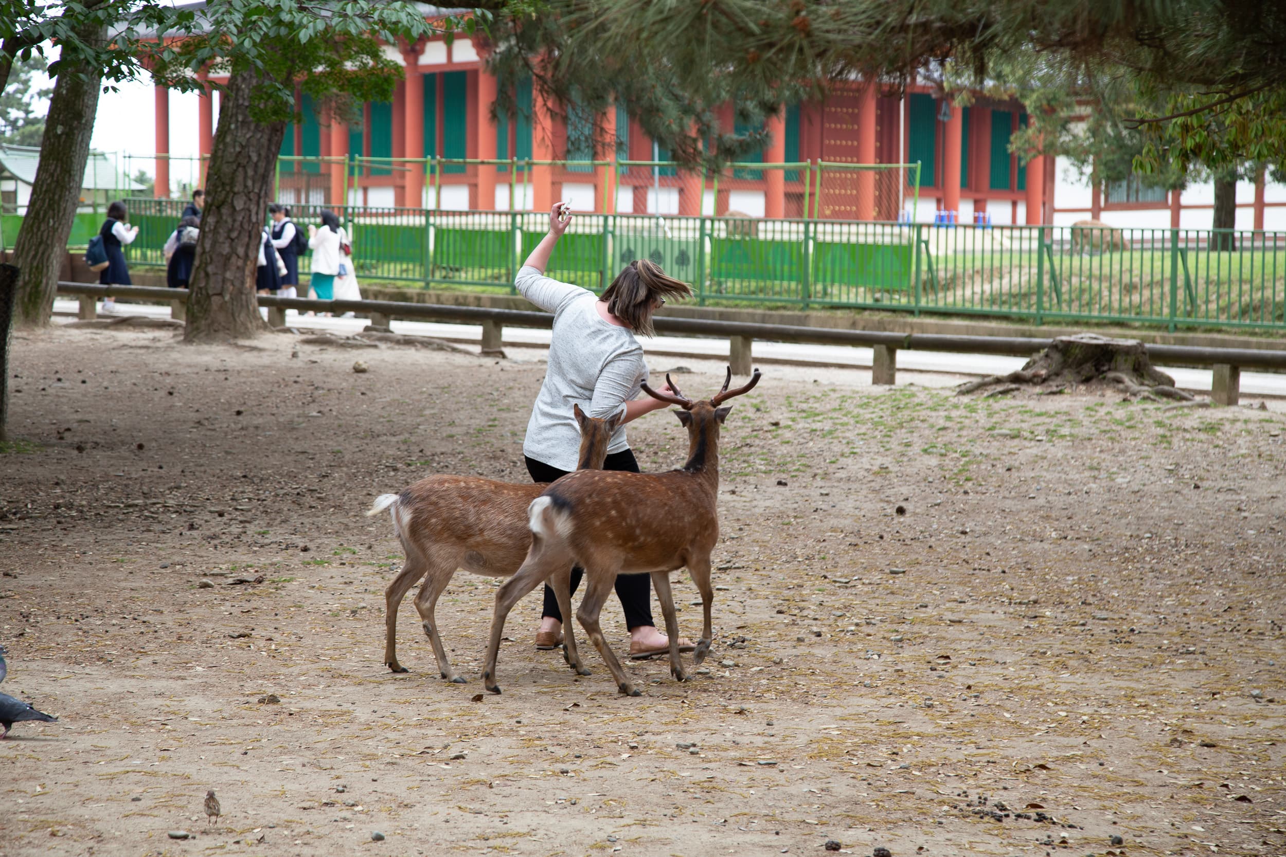 Deer in Nara